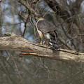 Cooper Hawk