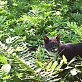 Fearless Hunter