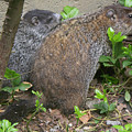 Ground Hog Mom and Child