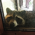 Please Let Me In