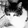 Sultry Feline
