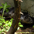 Three baby woodchucks