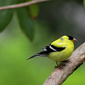 Goldfinch
