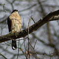 Male Coopers Hawk