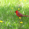 Spring Cardinal